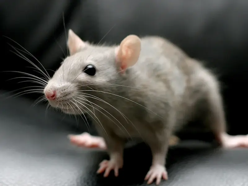 Hantavirus Animal Disease