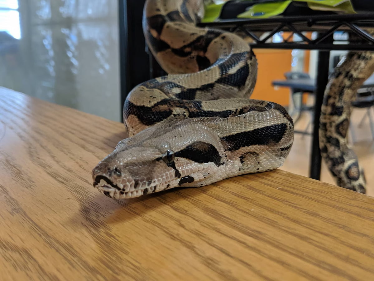 Snake at Airport Gate