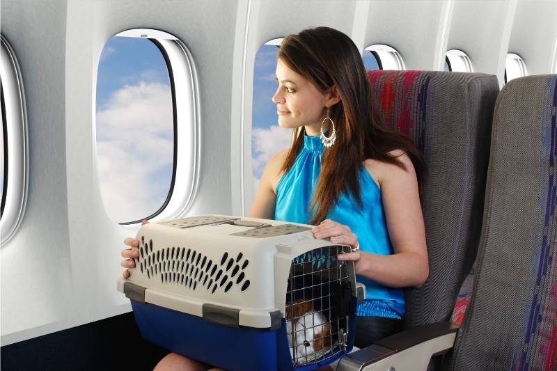 Hartsfield Jackson Atlanta International Airport ATL comfortable traveling on plane with pets