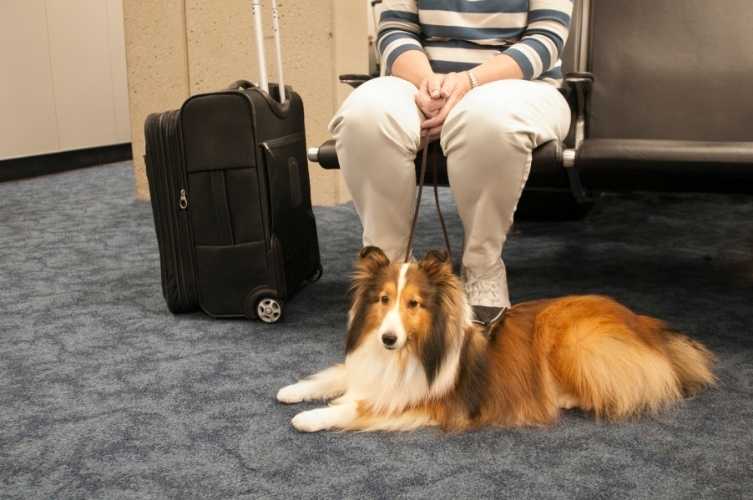 Pet Friendly Airport Services at Hartsfield Jackson Atlanta International Airport