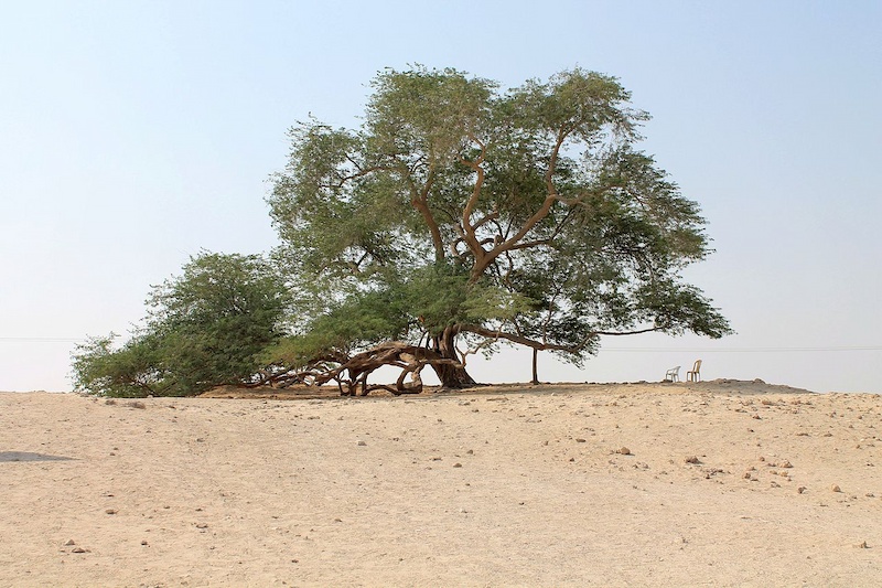 bahrain tree of life