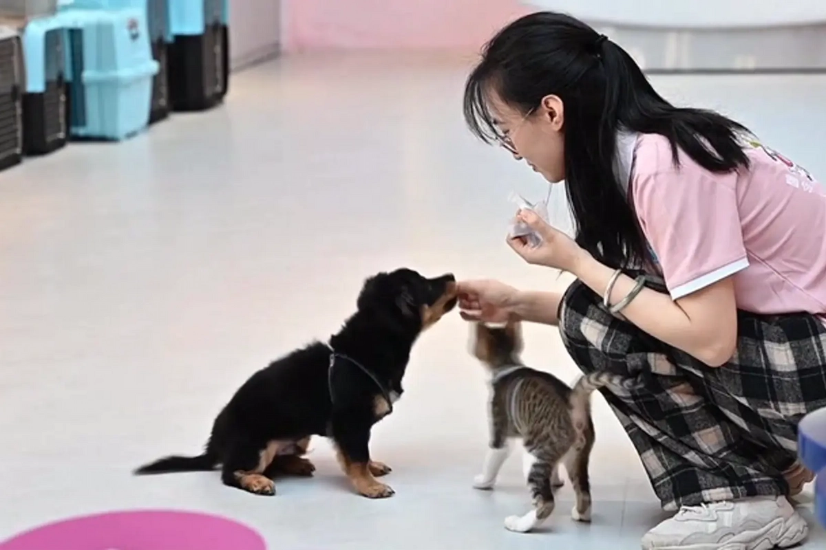 Baiyun Airport Pet Travel Guide