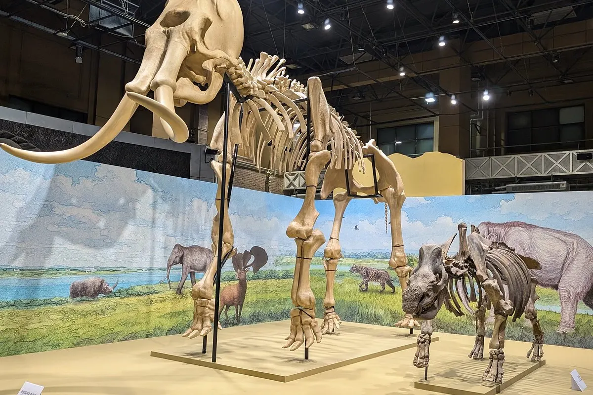 Dinosaur skeletons on display at the Beijing Museum of Natural History