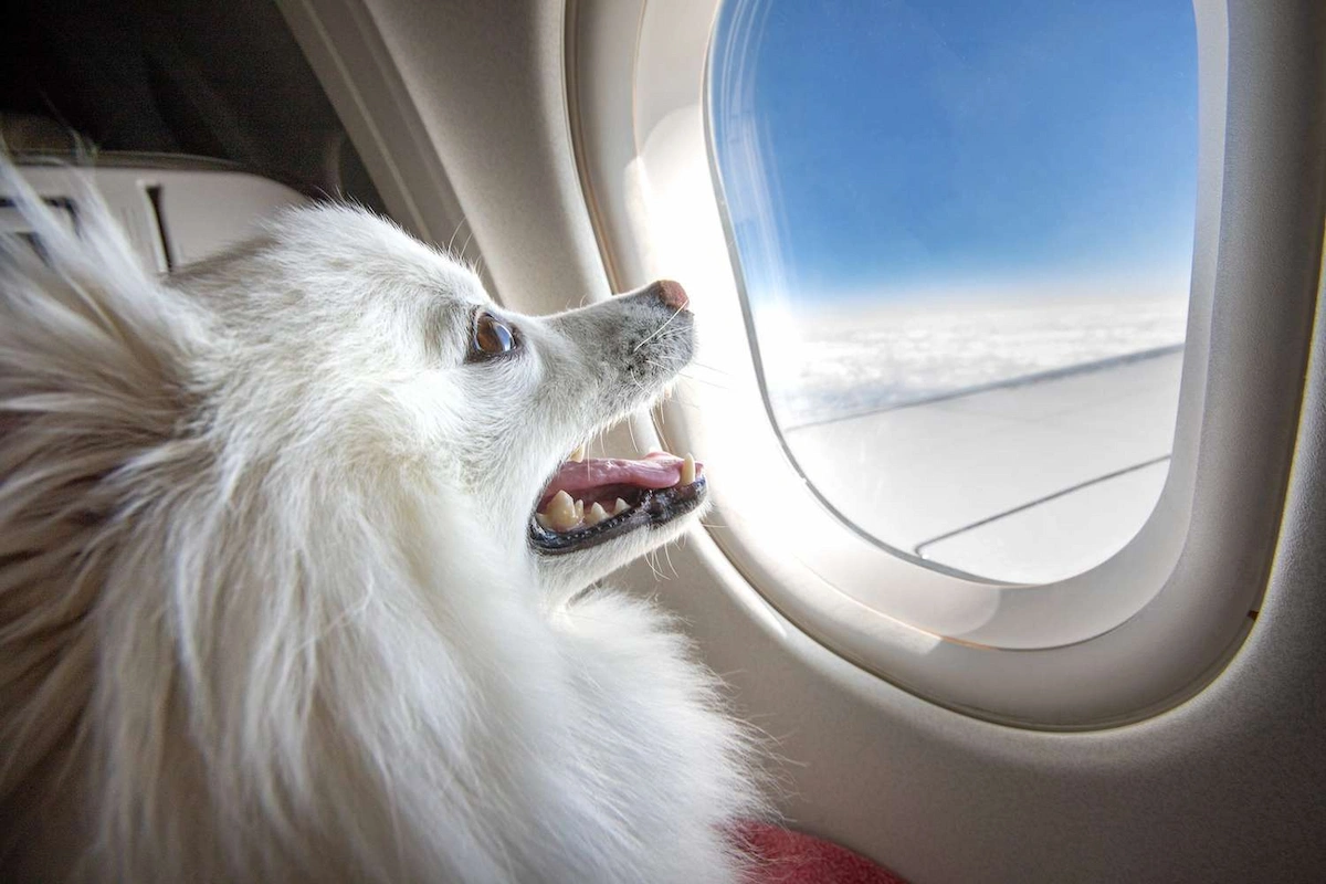 Madrid-Barajas Airport Pet Travel Guide