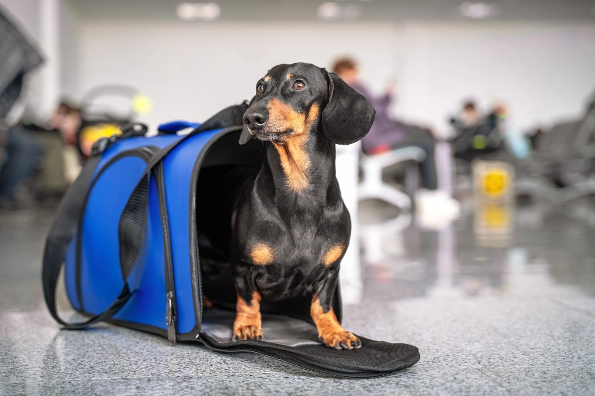 Bangkok Suvarnabhumi Airport Pet Travel Guide