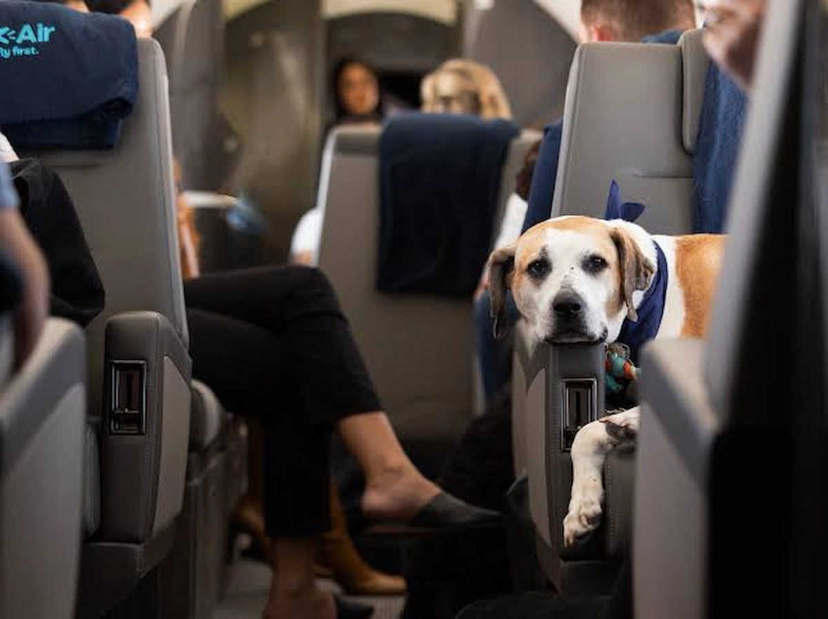 Flying With a Pet From Istanbul Airport: Fees, Rules & Facilities