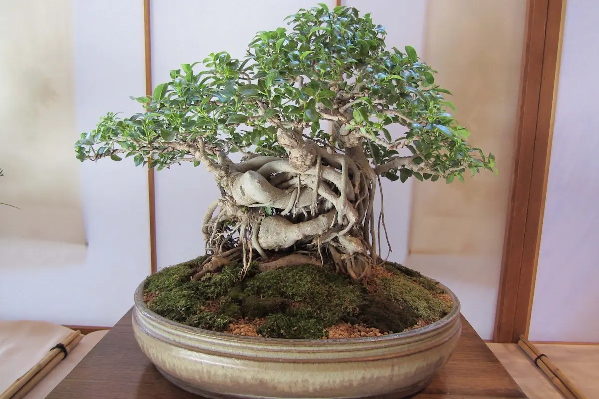 Rare bonsai tree