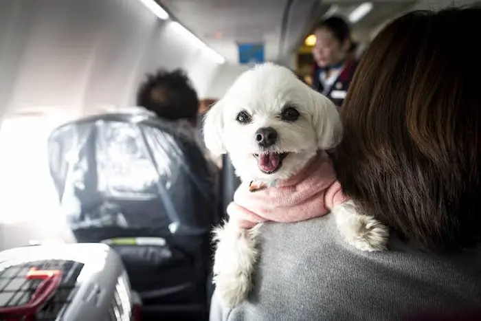 Flying With a Pet From London Heathrow: Fees, Rules & Facilities
