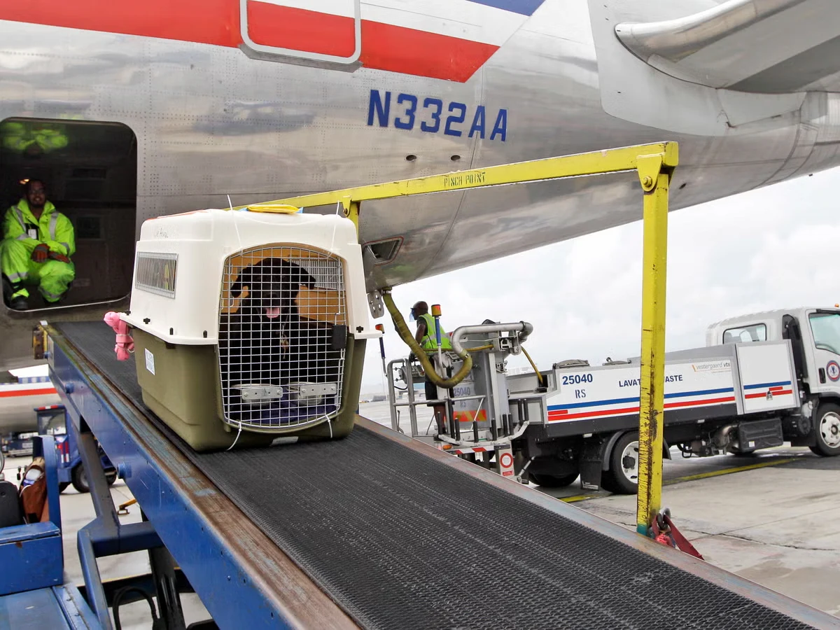 Paris CDG With a Pet: Airline Fees, Rules and Travel Tips
