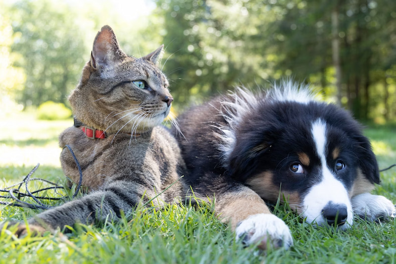 cat and dog traveling