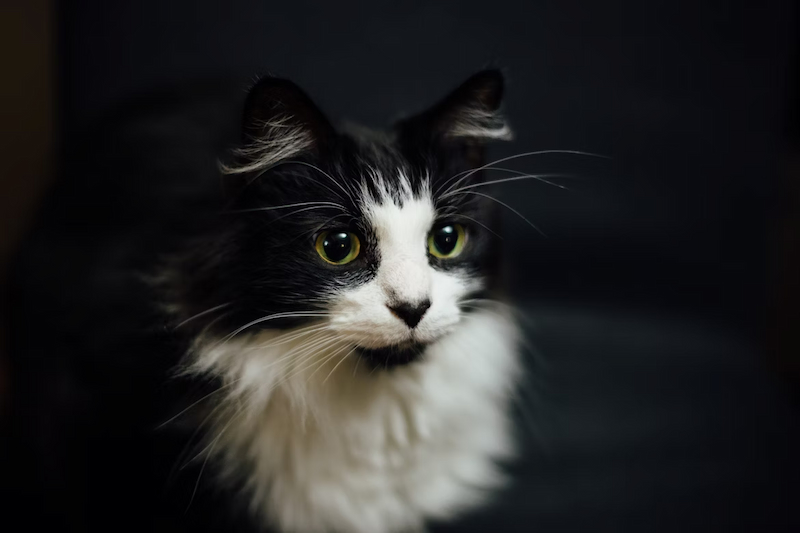 cat in carrier
