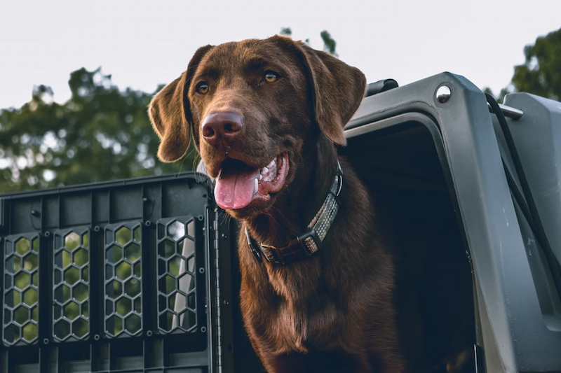Traveling with Pets at Denver Airport