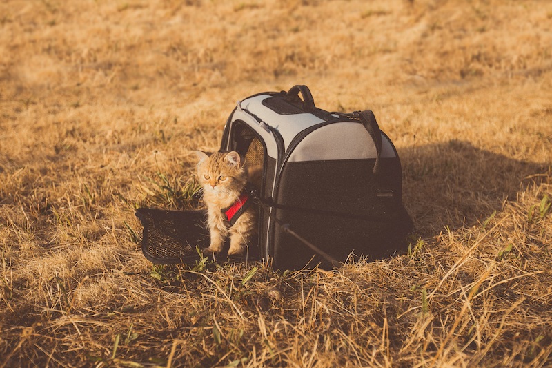 travel cats