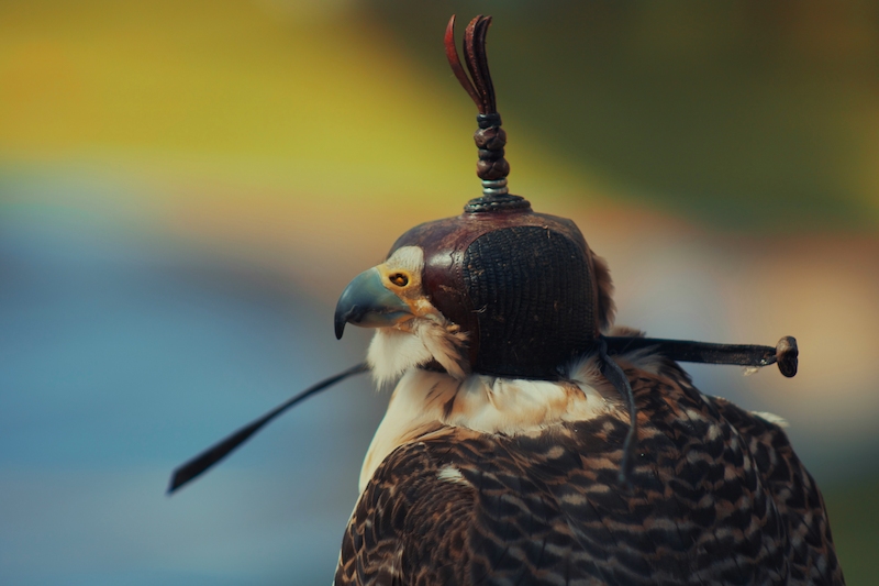 travel falcon