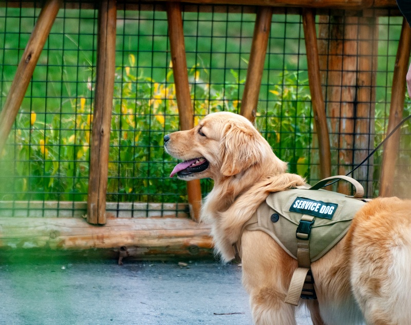 service dog