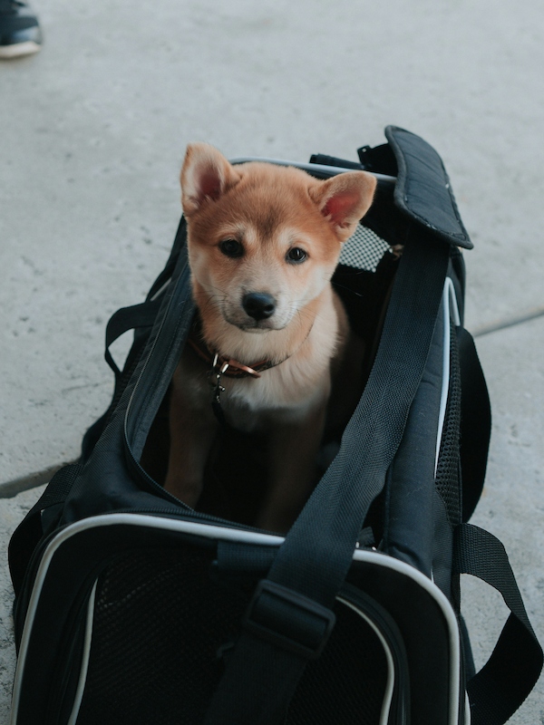 Traveling with Pets at Doha Airport
