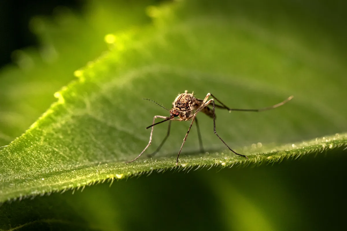 Third Person Dies in Rare Malaria Cluster Linked to Frankfurt Airport