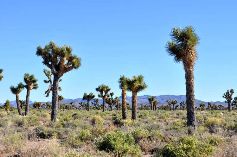Las Vegas Daily Tour