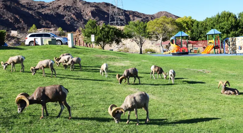 Las Vegas Daily Tour