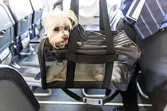 travel with pets to turkey - airline policies