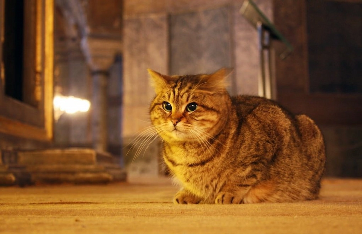 Tabby Street Cat