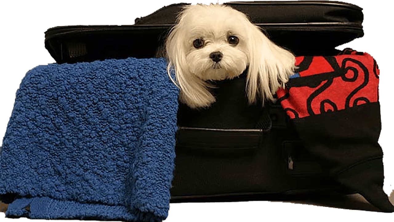 White cute dog in a travel bag