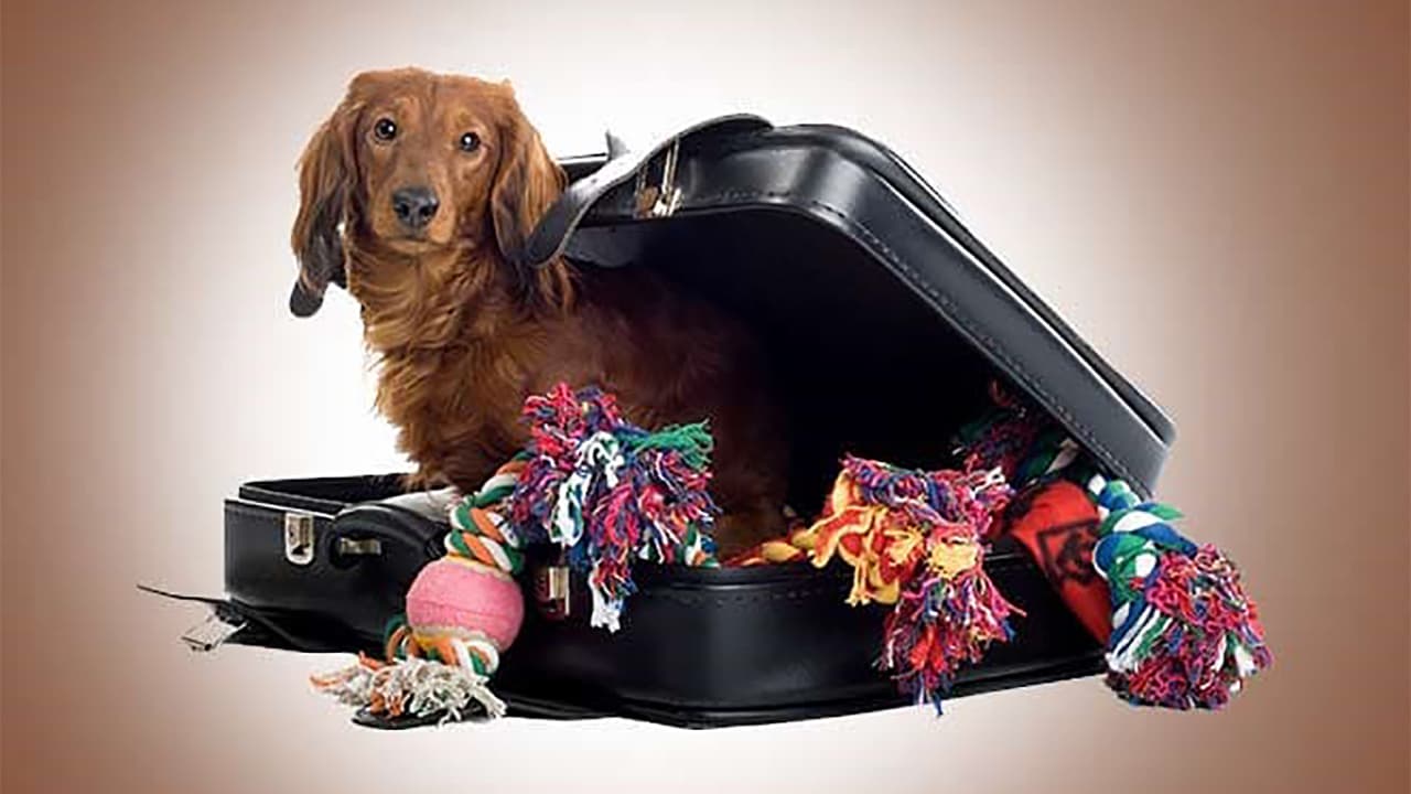 Cute dog in luggage