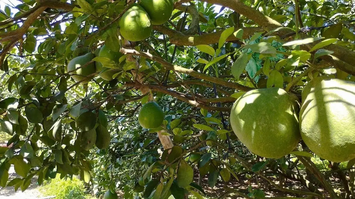 Tân Triều Pomelo Village