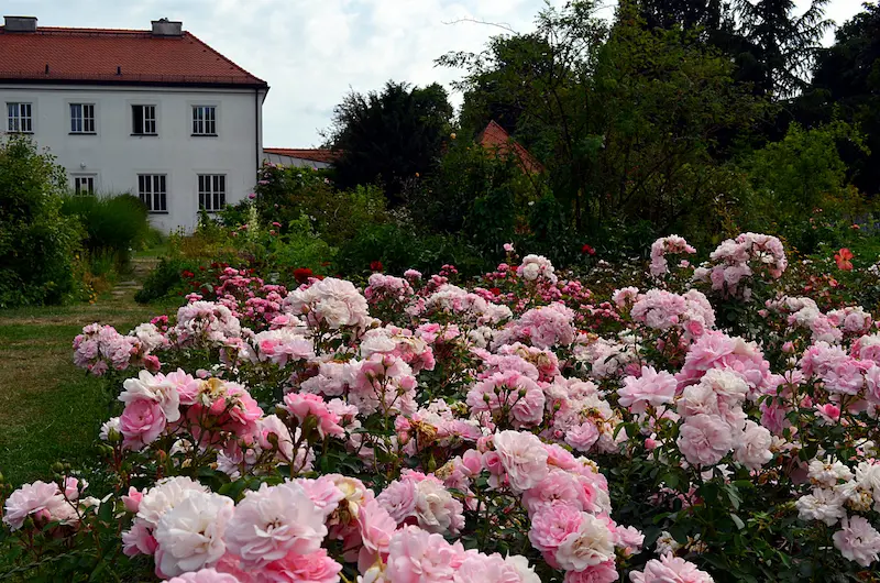 Rosengarten