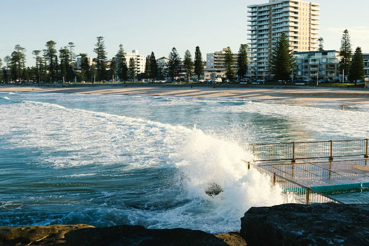 Manly Beach lined with Norfolk pine trees