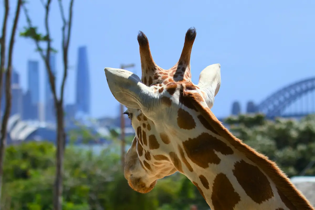 Taronga Zoo with the Sydney skyline across the harbour