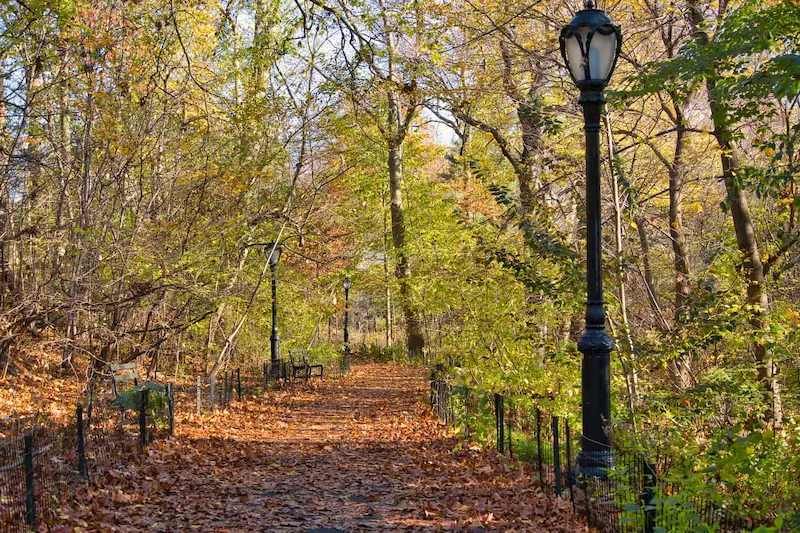 Shaded narrow path in the Ramble area of Central Park