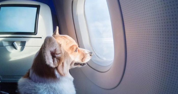 travelling with pets in cabin at Turkey Sabiha Gokcen Airport