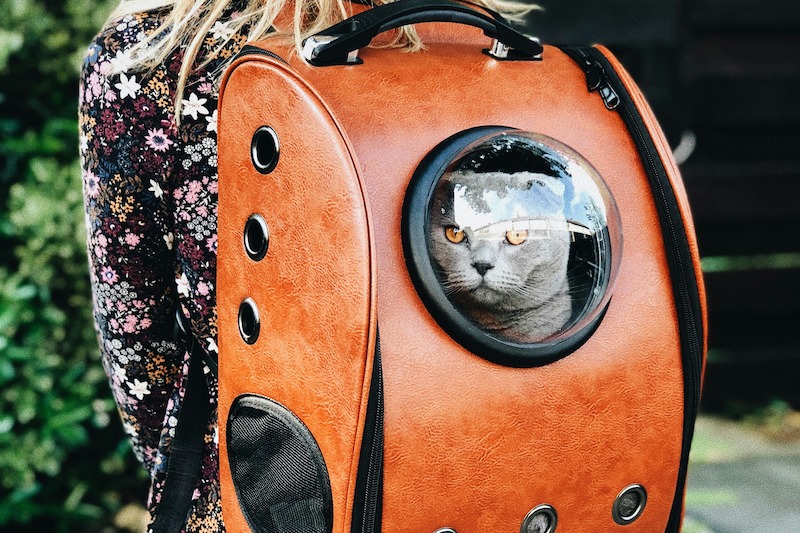 Traveling with Pets at Seoul Incheon Airport