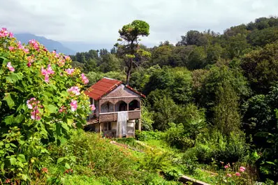 Botanical Lushness
