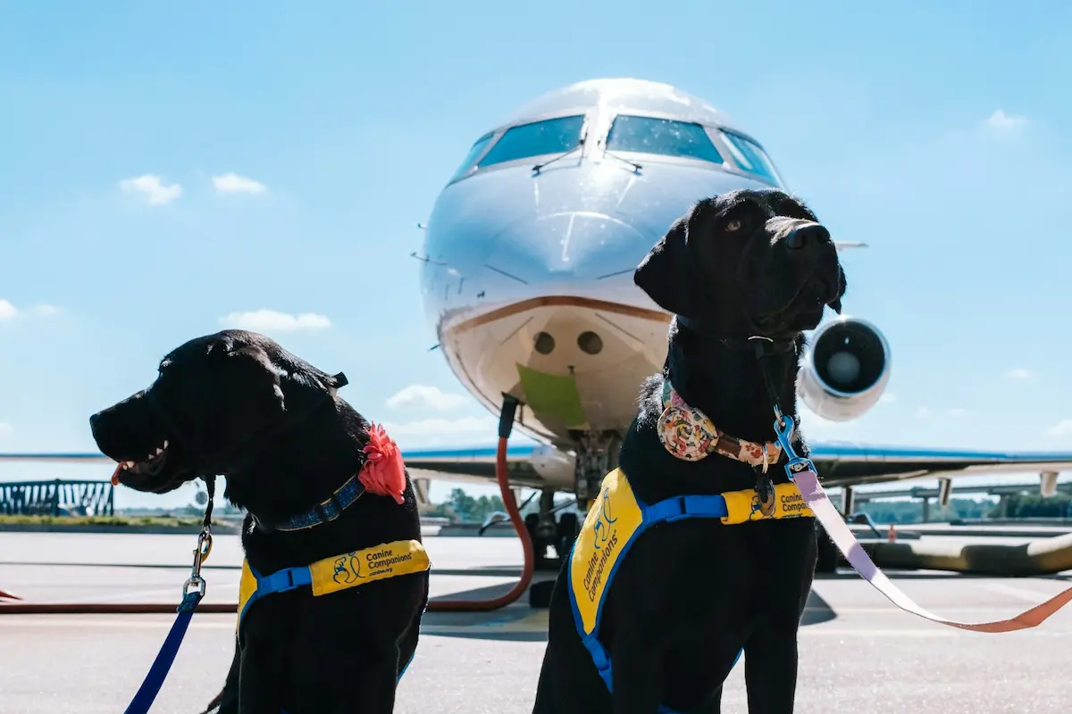 Tehran Airport (IKA) Pet Travel Guide: IVO Rules, Customs & Permits